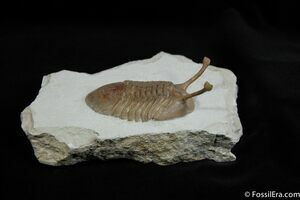 A trilobite from Russia the stalk eye Asaphus kowalewskii had eye stalks allowing it to scan it's environment while buried in the mud.